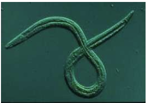 Ver nematode