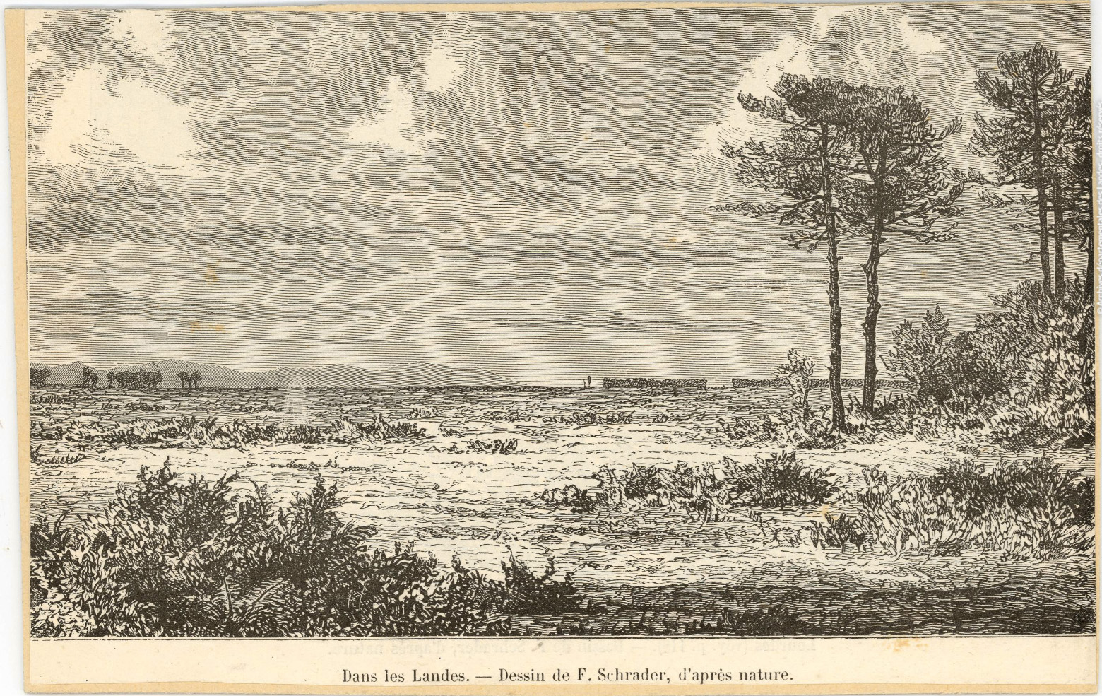 18 landesdapresnature xix 01