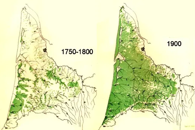 Le développement de la forêt des Landes